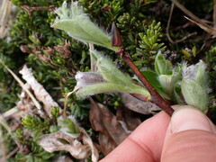Salix arctica
