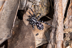 Nyssus albopunctatus