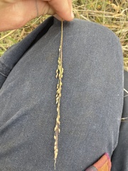 Panicum hallii