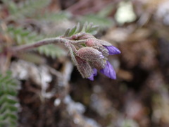 Polemonium pulcherrimum