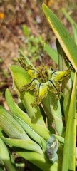 Ferraria variabilis