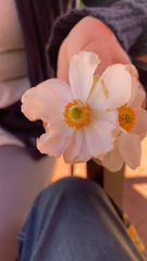 Eriocapitella hupehensis