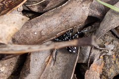 Nyssus albopunctatus