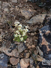 Saxifraga cespitosa