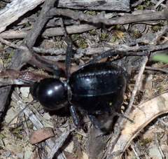Moluris gibba