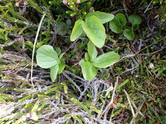 Valeriana sitchensis