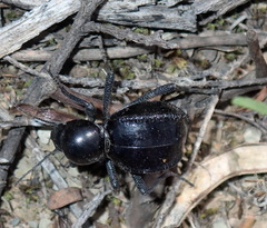 Moluris gibba