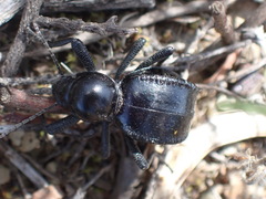 Moluris gibba