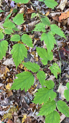 Actaea