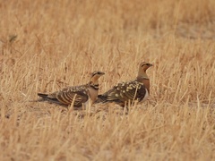 Pterocles alchata