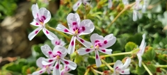 Pelargonium echinatum
