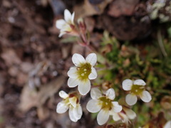 Saxifraga cespitosa