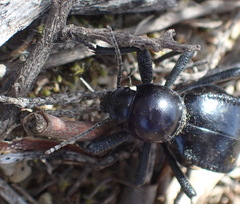 Moluris gibba