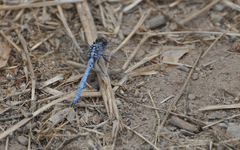 Orthetrum chrysostigma