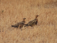 Pterocles alchata