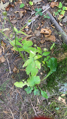 Ranunculus recurvatus