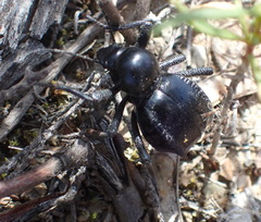 Moluris gibba