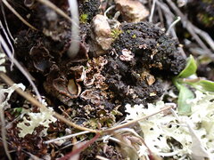 Illosporium carneum