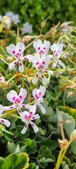 Pelargonium echinatum