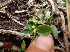 Gaultheria humifusa