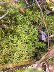Sphagnum miyabeanum