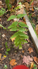 Valeriana officinalis