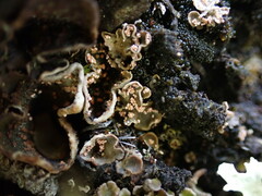 Illosporium carneum