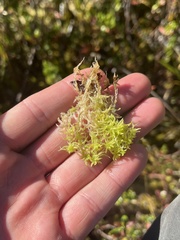 Sphagnum miyabeanum