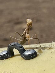 Mantidae