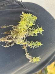 Sphagnum miyabeanum