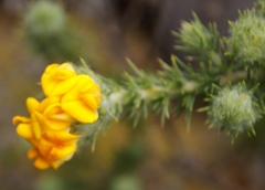 Aspalathus chenopoda