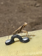 Mantidae