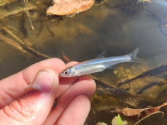 Notropis atherinoides