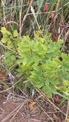 Thalictrum dasycarpum