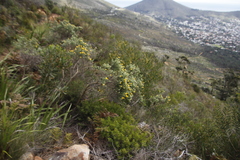 Aspalathus chenopoda