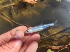 Notropis atherinoides