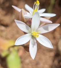 Ornithogalum hispidum