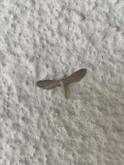 Euacidalia brownsvillea