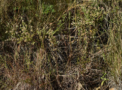 Pterocaulon ciliosum