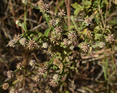Pterocaulon ciliosum
