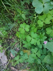 Oxalis articulata