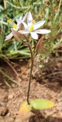 Ornithogalum hispidum