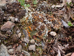 Solorina crocea