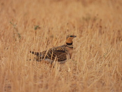Pterocles alchata
