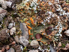 Solorina crocea