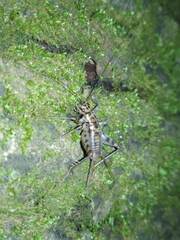 Gryllomorpha