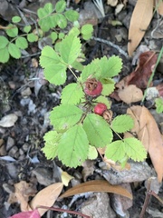 Rosa spithamea