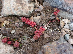 Sedum divergens