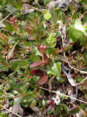 Kalmia microphylla