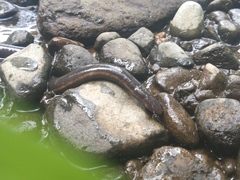 Ichthyophis hypocyaneus